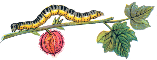 Free Butterfly Insect Moths And Butterflies Larva Clipart Clipart Transparent Background