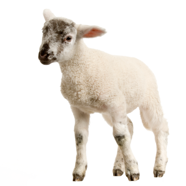 Free Goat Sheep Goats Livestock Clipart Clipart Transparent Background