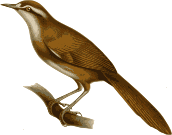Free Bird Bird Beak Nightingale Clipart Clipart Transparent Background