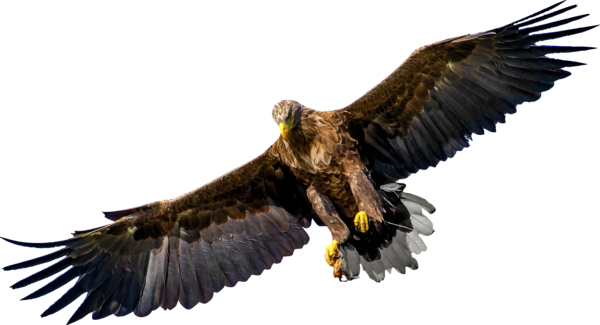 Free Bird Bird Eagle Bird Of Prey Clipart Clipart Transparent Background