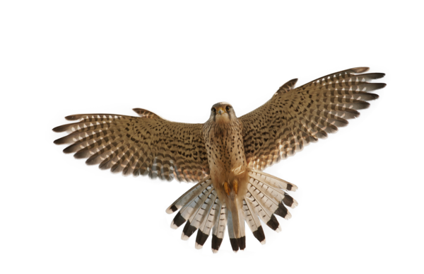 Free Bird Bird Hawk Falcon Clipart Clipart Transparent Background