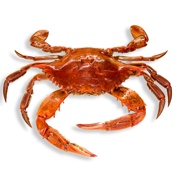 Free Crab Crab Seafood Dungeness Crab Clipart Clipart Transparent Background