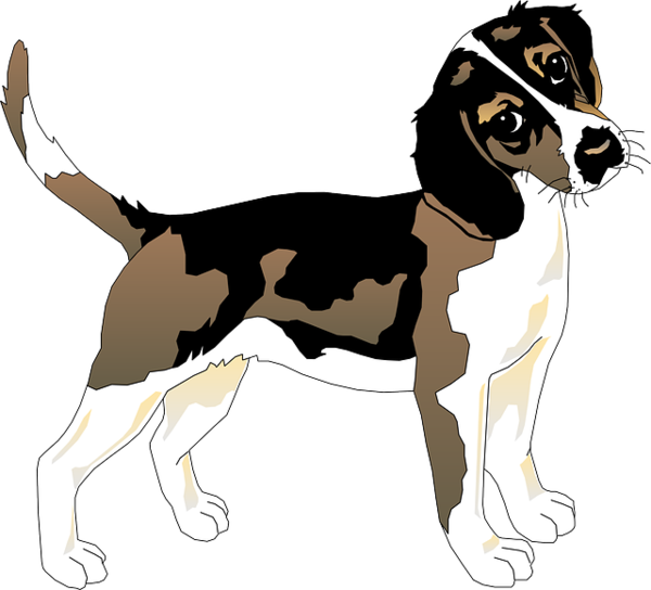Free Dog Dog Harrier English Foxhound Clipart Clipart Transparent Background