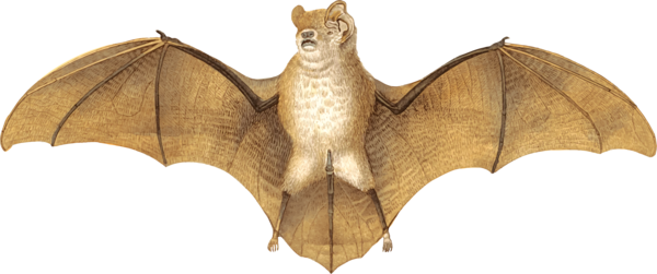 Free Bat Bat Moths And Butterflies Pollinator Clipart Clipart Transparent Background