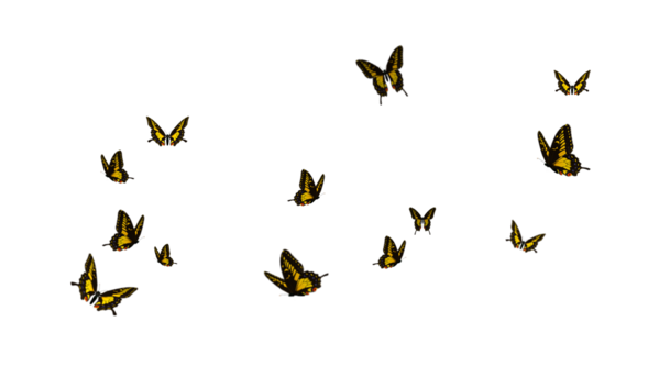 Free Bird Butterfly Moths And Butterflies Insect Clipart Clipart Transparent Background