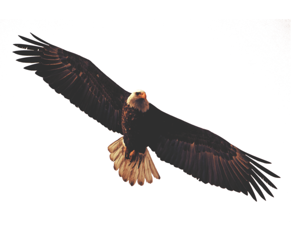 Free Bird Eagle Bird Bird Of Prey Clipart Clipart Transparent Background