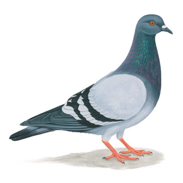Free Bird Bird Pigeons And Doves Stock Dove Clipart Clipart Transparent Background