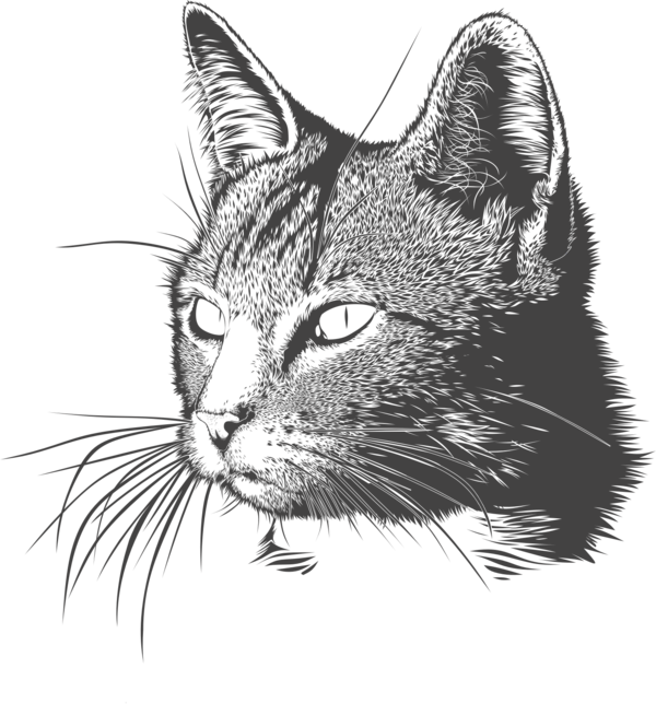 Free Cat Cat Whiskers Black And White Clipart Clipart Transparent Background