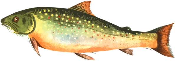 Free Fishing Fish Salmon Trout Clipart Clipart Transparent Background
