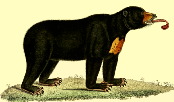 Free Bear Bear Wildlife American Black Bear Clipart Clipart Transparent Background