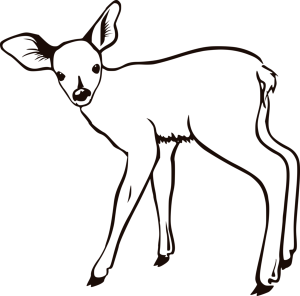 Free Deer Black And White Line Art Wildlife Clipart Clipart Transparent Background