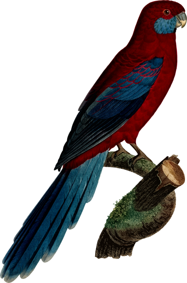Free Bird Bird Parrot Macaw Clipart Clipart Transparent Background