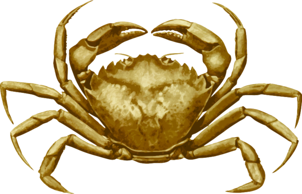 Free Crab Crab Dungeness Crab Decapoda Clipart Clipart Transparent Background