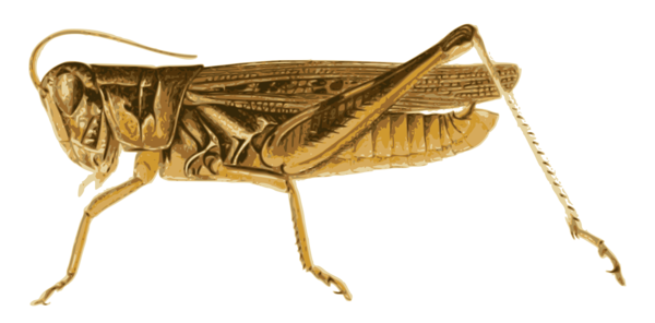 Free Insect Insect Locust Cricket Like Insect Clipart Clipart Transparent Background