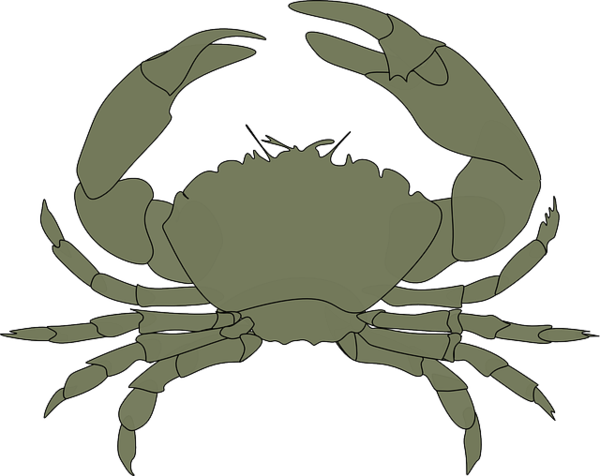 Free Crab Crab Decapoda Dungeness Crab Clipart Clipart Transparent Background