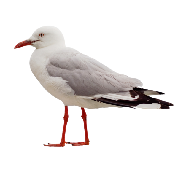 Free Bird Bird Gull Seabird Clipart Clipart Transparent Background