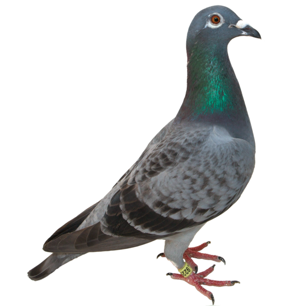 Free Bird Bird Pigeons And Doves Stock Dove Clipart Clipart Transparent Background