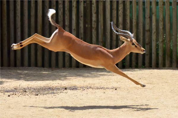 Free Deer Wildlife Springbok Antelope Clipart Clipart Transparent Background