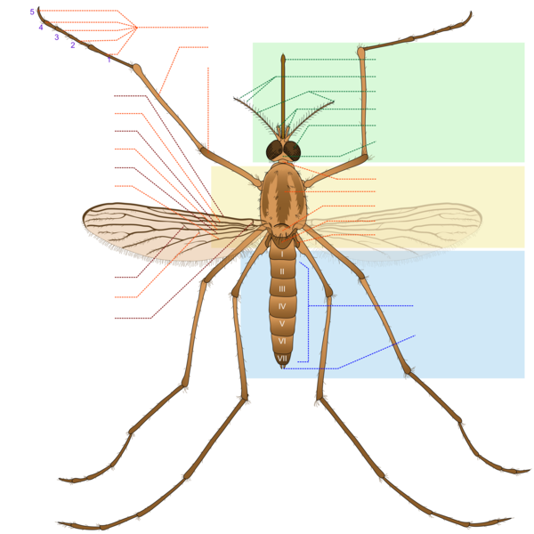 Free Insect Insect Pest Wing Clipart Clipart Transparent Background