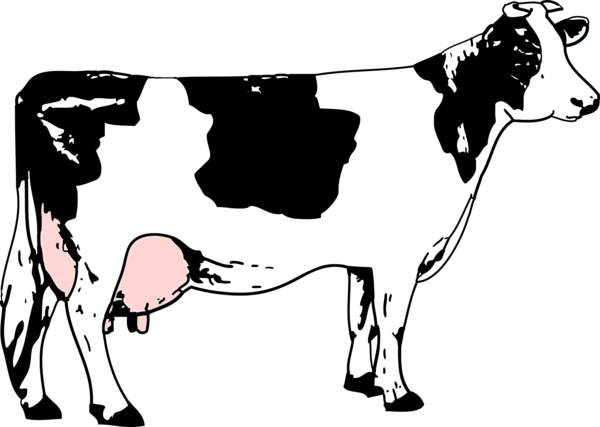 Free Cow Dairy Cow Black And White Cartoon Clipart Clipart Transparent Background