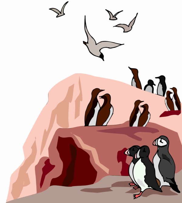 Free Bird Bird Penguin Flightless Bird Clipart Clipart Transparent Background