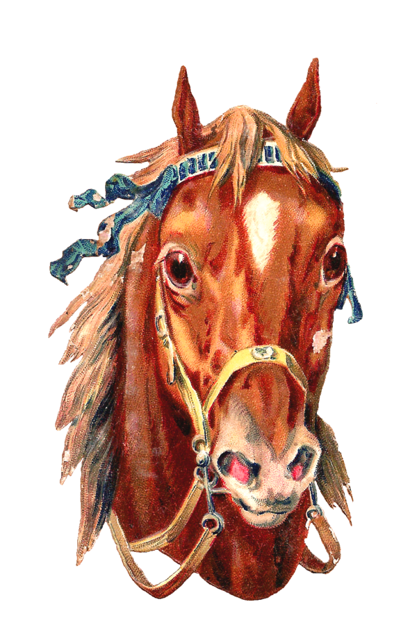 Free Horse Horse Halter Horse Tack Clipart Clipart Transparent Background