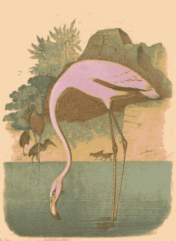Free Bird Water Bird Beak Painting Clipart Clipart Transparent Background