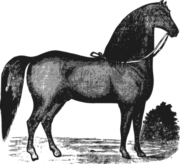 Free Horse Horse Black And White Mane Clipart Clipart Transparent Background