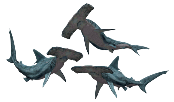 Free Dolphin Fish Shark Cartilaginous Fish Clipart Clipart Transparent Background