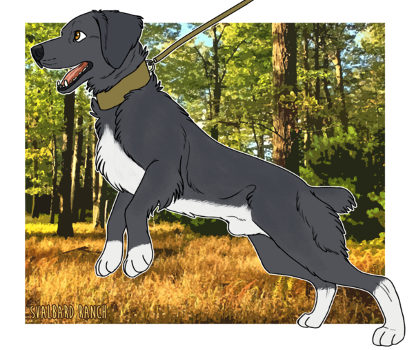Free Dog Dog Sporting Group Clipart Clipart Transparent Background