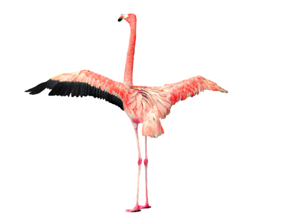 Free Bird Bird Flamingo Water Bird Clipart Clipart Transparent Background
