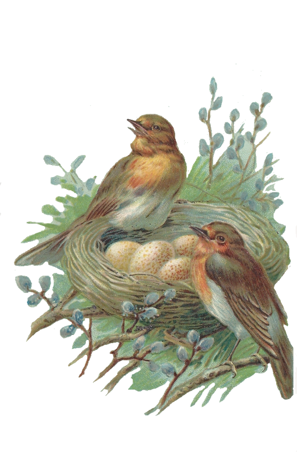 Free Bird Bird Beak Finch Clipart Clipart Transparent Background
