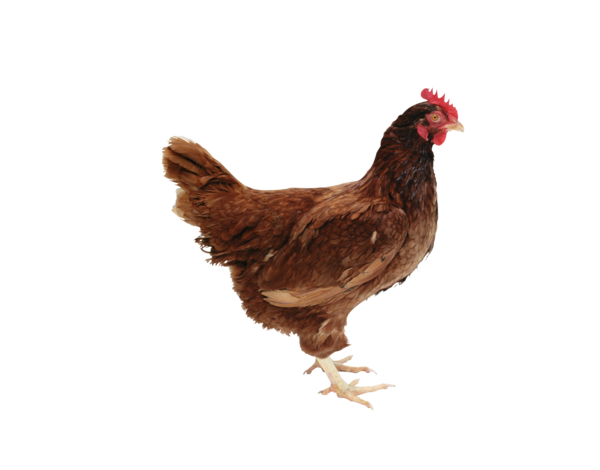 Free Bird Chicken Rooster Poultry Clipart Clipart Transparent Background