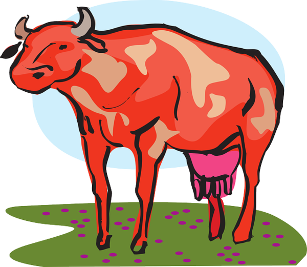 Free Cow Dairy Cow Bull Snout Clipart Clipart Transparent Background
