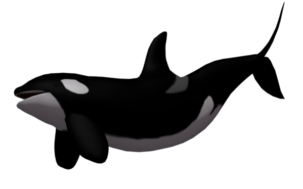 Free Dolphin Dolphin Killer Whale Beak Clipart Clipart Transparent Background