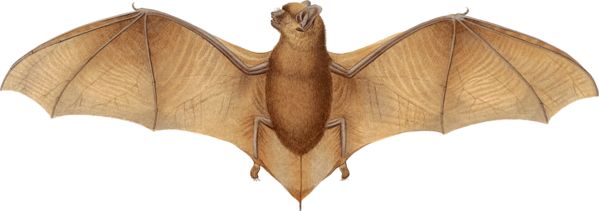 Free Bat Bat Moths And Butterflies Leaf Clipart Clipart Transparent Background