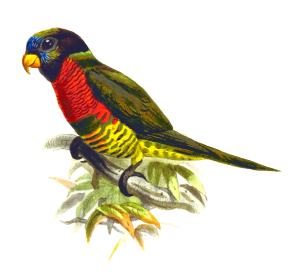 Free Bird Bird Parrot Parakeet Clipart Clipart Transparent Background