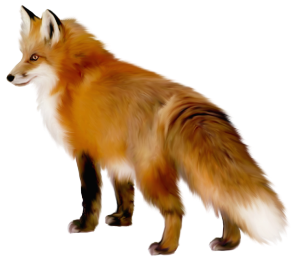 Free Fox Fox Red Fox Wildlife Clipart Clipart Transparent Background