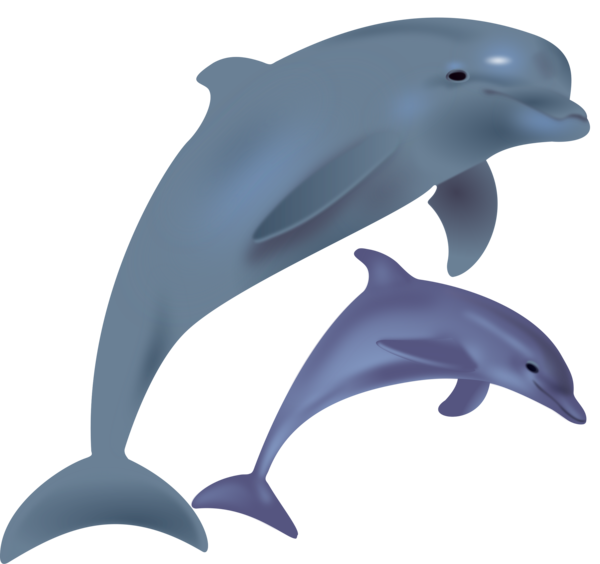 Free Dolphin Dolphin Fin Wholphin Clipart Clipart Transparent Background