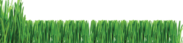 Free Gardening Grass Grass Family Plant Clipart Clipart Transparent Background