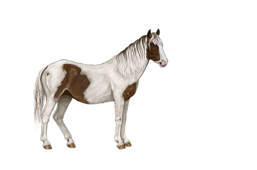 Free Horse Horse Mane Horse Tack Clipart Clipart Transparent Background