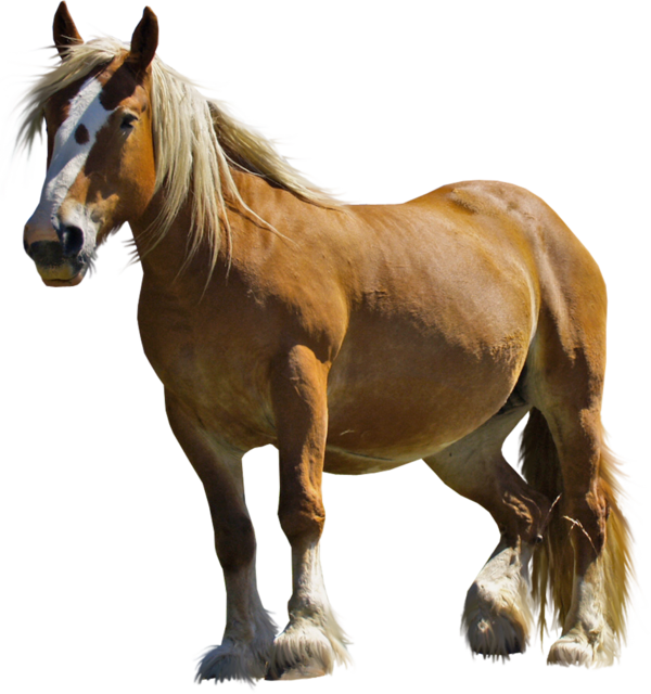 Free Horse Horse Mane Mare Clipart Clipart Transparent Background