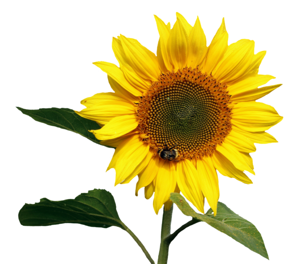 Free Bee Flower Sunflower Sunflower Seed Clipart Clipart Transparent Background