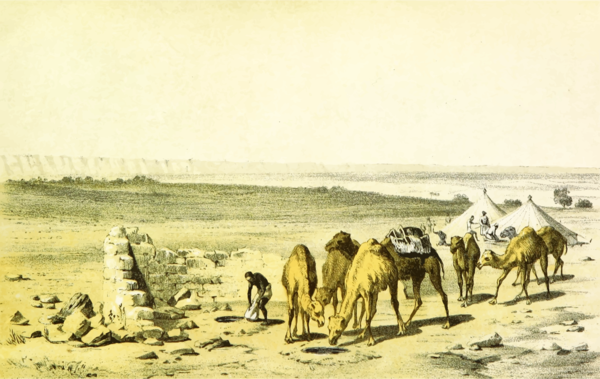 Free Camel Camel Ecosystem Camel Like Mammal Clipart Clipart Transparent Background