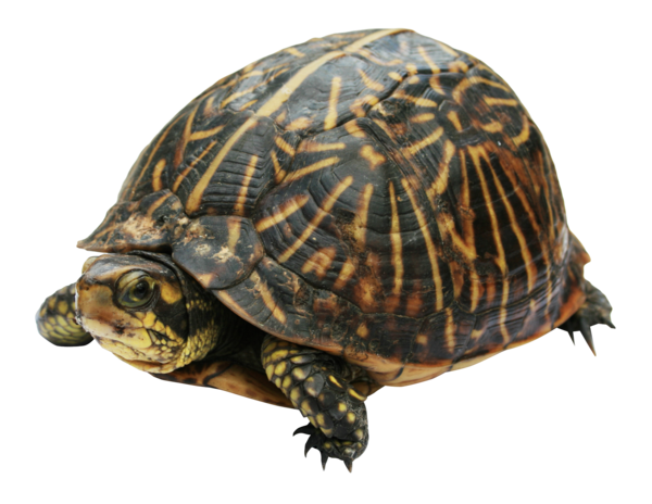 Free Cat Turtle Tortoise Reptile Clipart Clipart Transparent Background