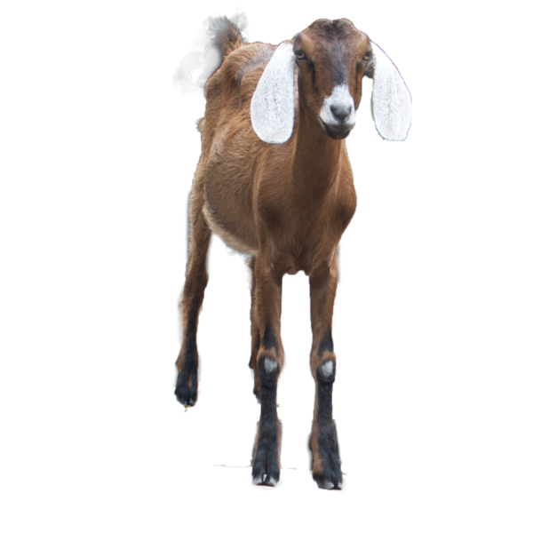 Free Goat Goats Goat Livestock Clipart Clipart Transparent Background