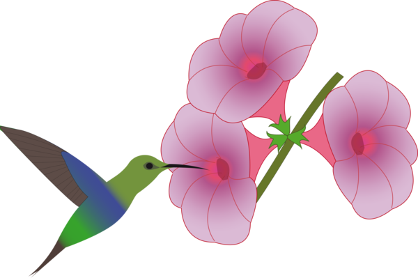 Free Bird Flower Hummingbird Pollinator Clipart Clipart Transparent Background