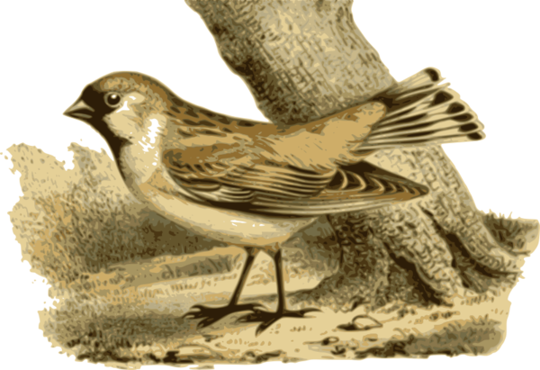 Free Bird Bird Beak Feather Clipart Clipart Transparent Background
