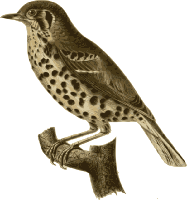 Free Bird Bird Beak Falcon Clipart Clipart Transparent Background