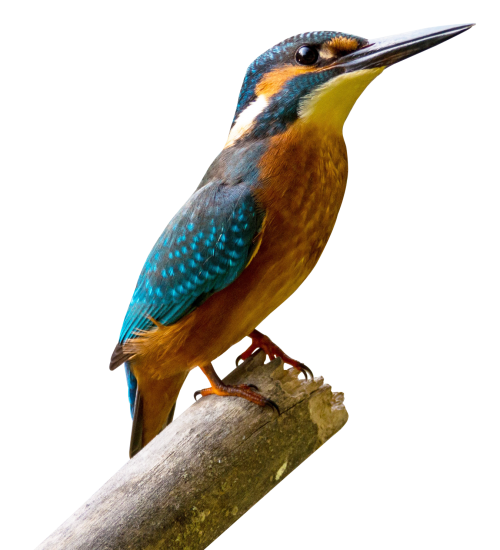 Free Bird Bird Beak Coraciiformes Clipart Clipart Transparent Background